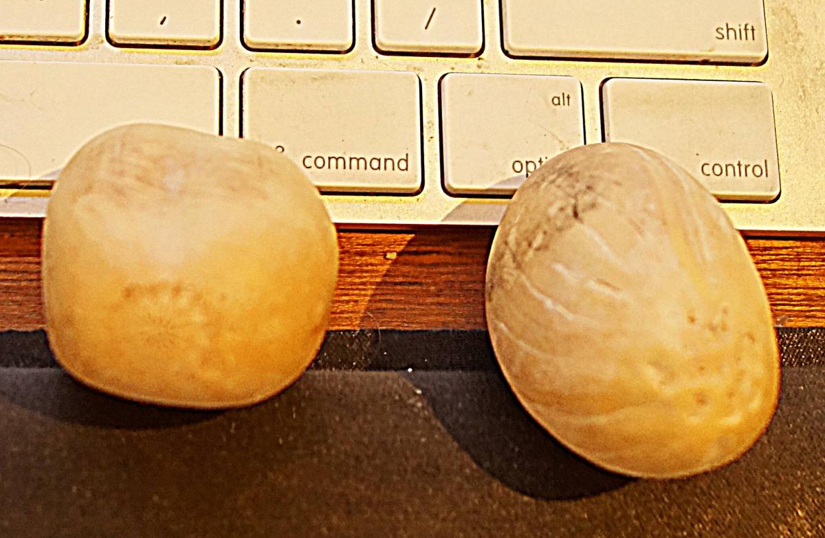 macrozamia mcdonnelli seed: which end is up?