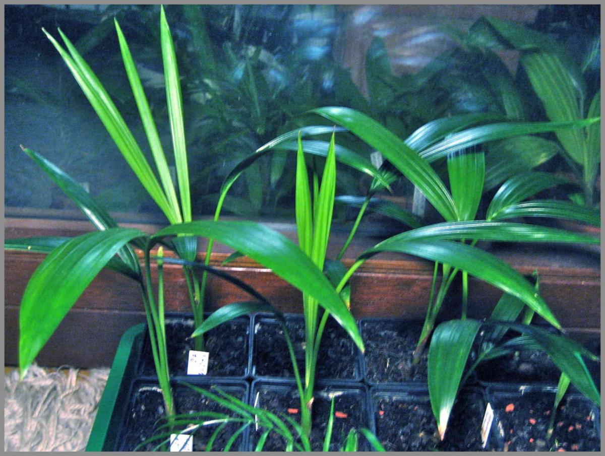 hihello... Im new to palms and I figured out fast germination of Howea / Kentia palms