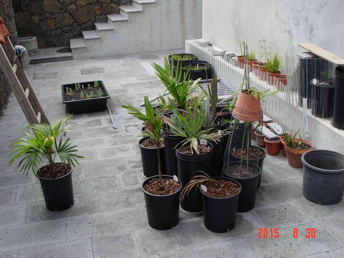 Carpentaria acuminata on Pico island in the Azores archipelago