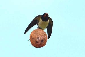 post-1050-0-04063100-1429812031_thumb.jp