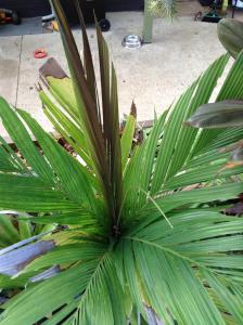 post-10505-0-11873200-1433551226_thumb.j