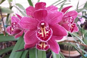 post-10546-0-17882400-1437870168_thumb.j