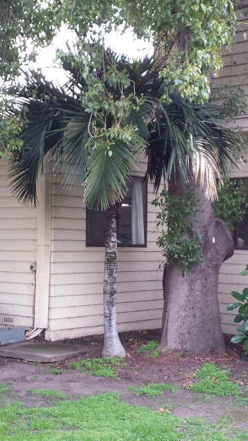 Mission accomplished, My Howea belmoreana is in her new home now!