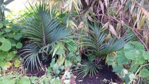 post-10546-0-42391100-1439698462_thumb.j