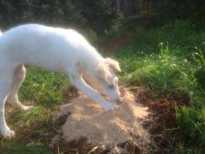 post-10546-0-59343000-1435386527_thumb.j