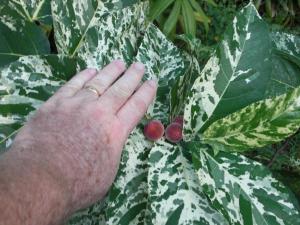 post-106-0-17550000-1371444623_thumb.jpg