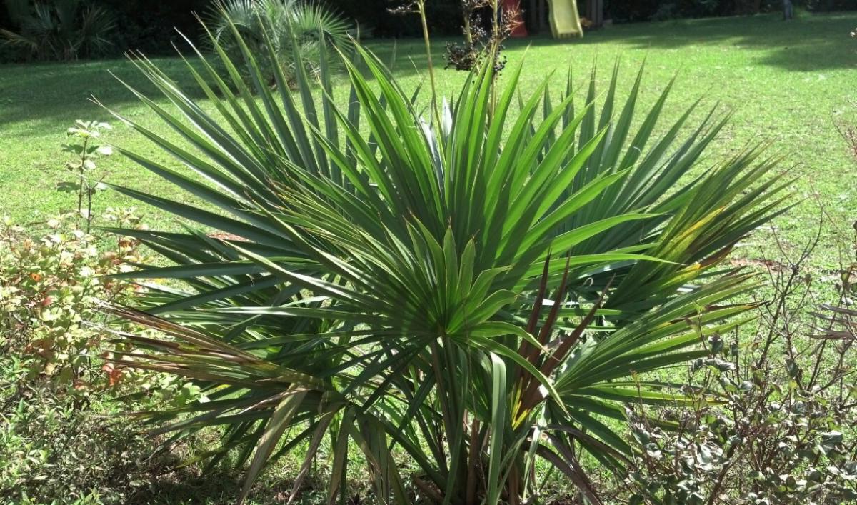 Palmetto Weevil or Sabal Caterpillar?