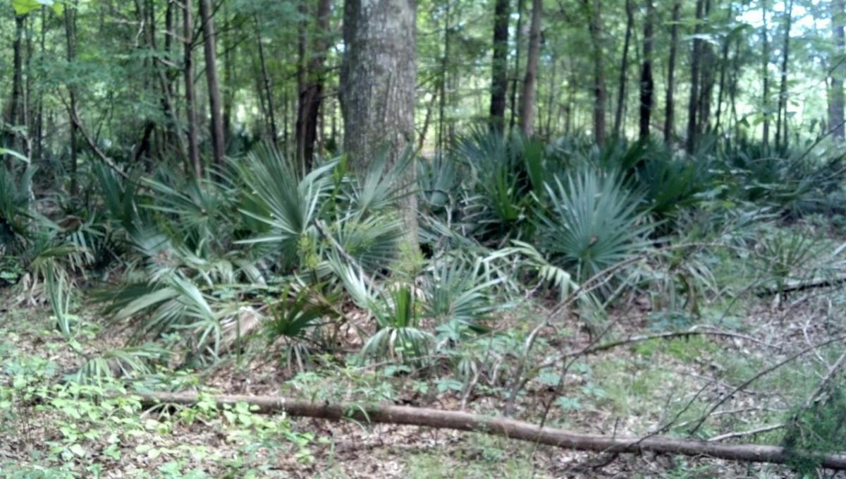 Native Sabal Minors in Greenwood County, S.C.