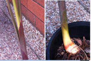 post-11096-0-05049600-1423288697_thumb.j