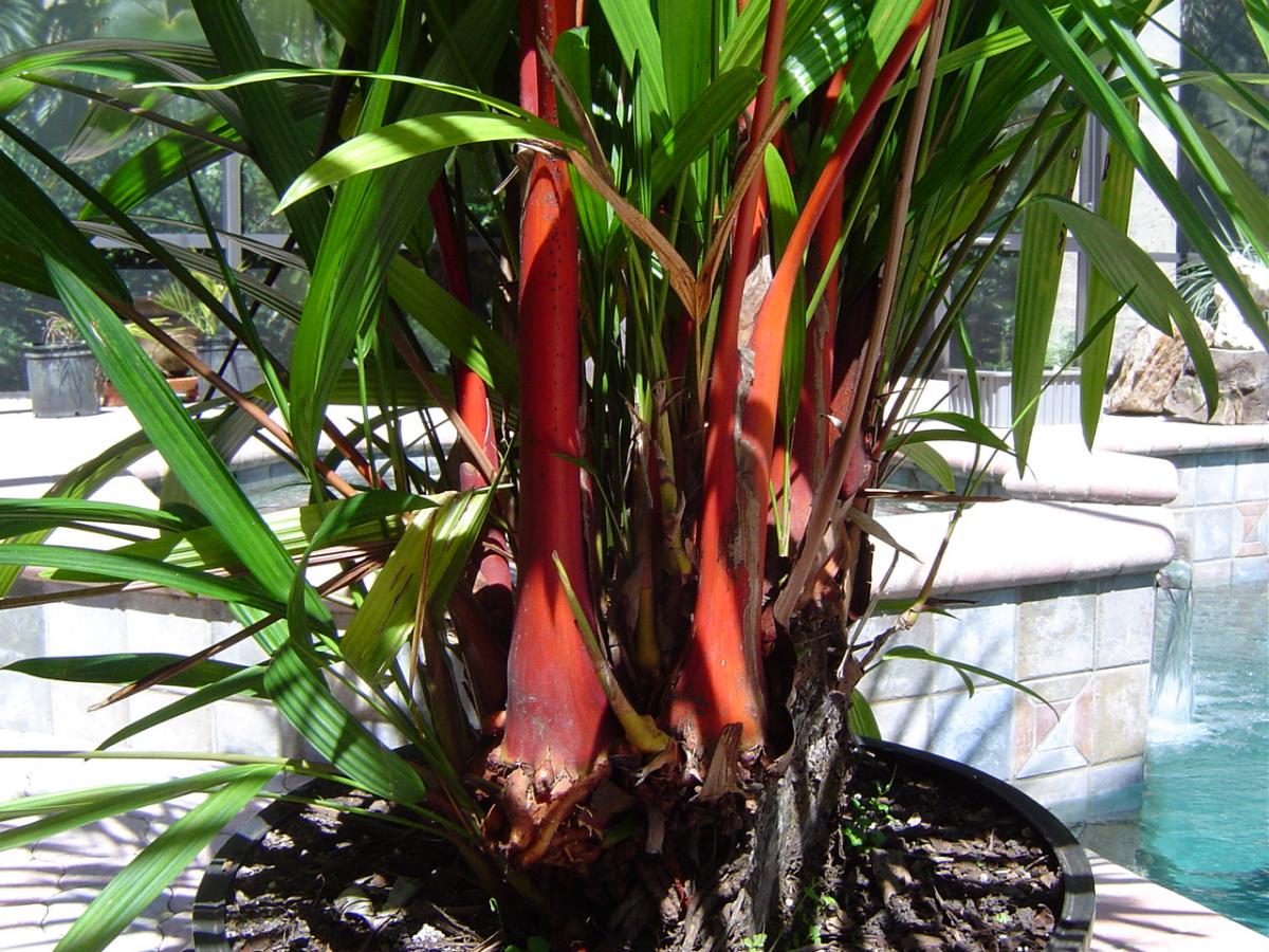 Cyrtostachys renda (Lipstick Palm) For Sale PalmTalk