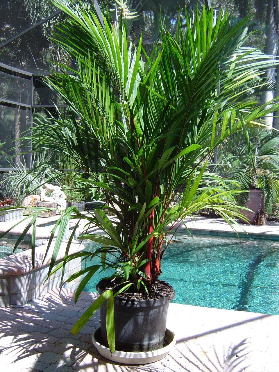 Cyrtostachys renda (Lipstick Palm) For Sale PalmTalk