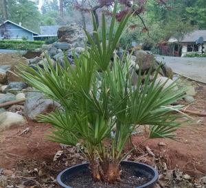 post-11243-0-04551500-1426903621_thumb.j