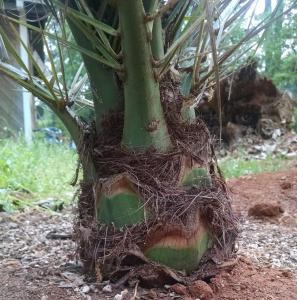 post-11243-0-56491200-1426896279_thumb.j