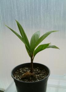 post-1155-0-04347500-1368886038_thumb.jp