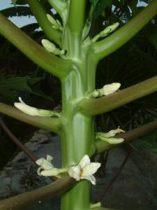 post-1155-0-96650700-1342555273_thumb.jp