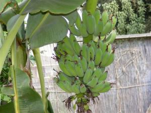 post-116-056379400 1332418550_thumb.jpg