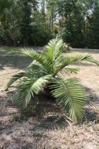 post-1204-070407000 1316208282_thumb.jpg