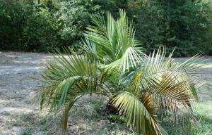 post-1204-086381300 1316208252_thumb.jpg