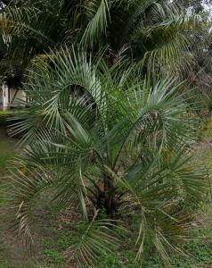 post-1207-0-33185200-1425693409_thumb.jp