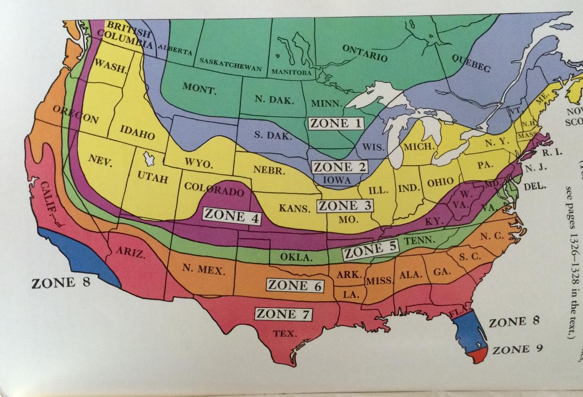 Why aren't there more old palms around? DISCUSSING PALM TREES