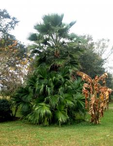 post-1207-0-89374400-1386385472_thumb.jp