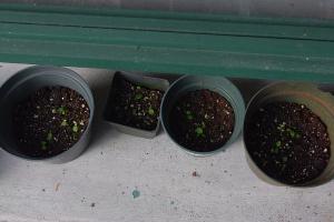 post-1234-004093600 1319953368_thumb.jpg