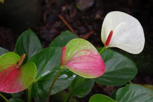 post-1234-005735500 1312784024_thumb.jpg