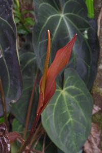 post-1234-008515100 1321359852_thumb.jpg