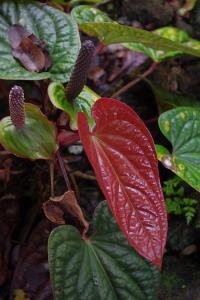 post-1234-017627000 1316035086_thumb.jpg