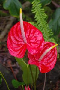 post-1234-028536200 1321359050_thumb.jpg