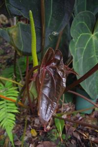 post-1234-041127900 1321359885_thumb.jpg