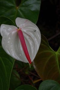 post-1234-046652800 1312781931_thumb.jpg