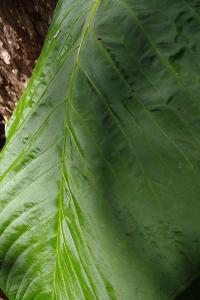 post-1234-048876100 1315031597_thumb.jpg