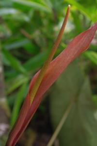 post-1234-051403700 1321359903_thumb.jpg