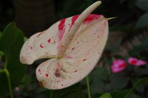 post-1234-063397900 1312781872_thumb.jpg