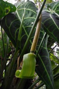 post-1234-081477300 1312982155_thumb.jpg