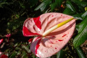 post-1234-084207500 1313319469_thumb.jpg