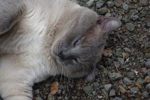 post-1234-086566400 1313319540_thumb.jpg