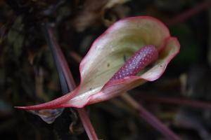 post-1234-091848500 1316035174_thumb.jpg