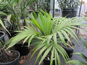 post-1252-0-06233700-1388181981_thumb.jp