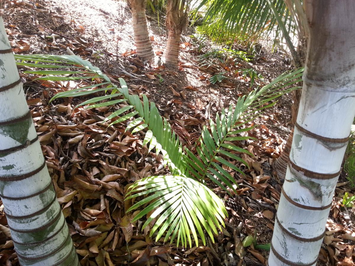 Dypsis lastelliana in SoCal?