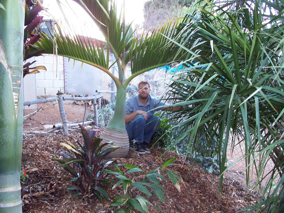 The Bottle Palm - SoCal Style