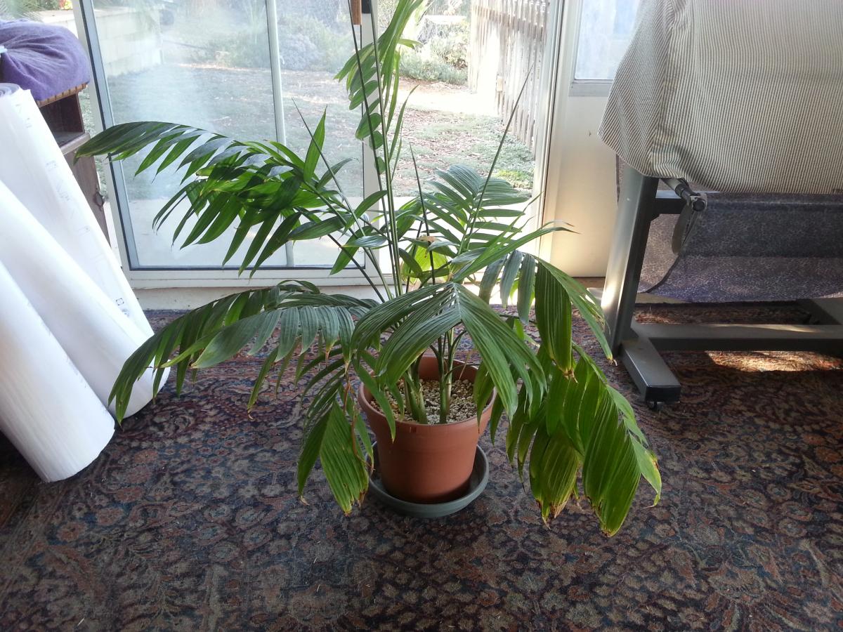 Show us your Office Palms!
