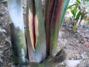 post-126-004107800 1322588594_thumb.jpg