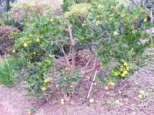 post-126-018644900 1326388745_thumb.jpg