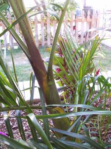 post-126-043290800 1313514510_thumb.jpg