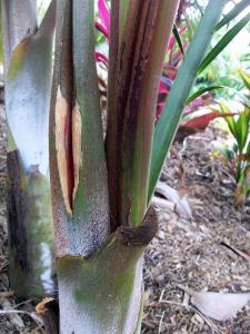 post-126-048939800 1322588600_thumb.jpg