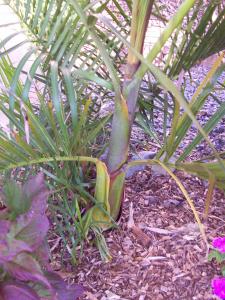 post-126-055667400 1313514498_thumb.jpg