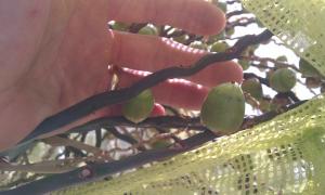 post-1261-047921300 1313187773_thumb.jpg