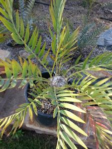 post-1262-0-42792600-1368300381_thumb.jp